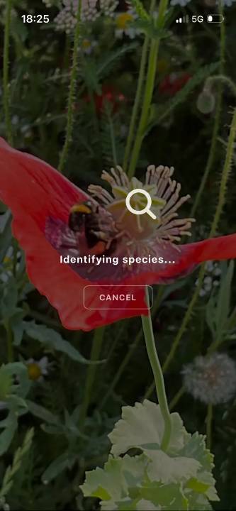 Animalis screenshot